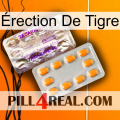 Érection De Tigre new12